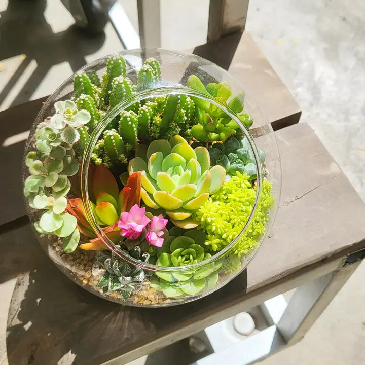 Live Succulent Arrangements