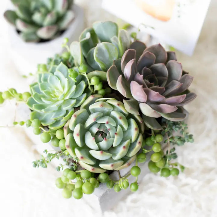 Live Succulent Arrangements