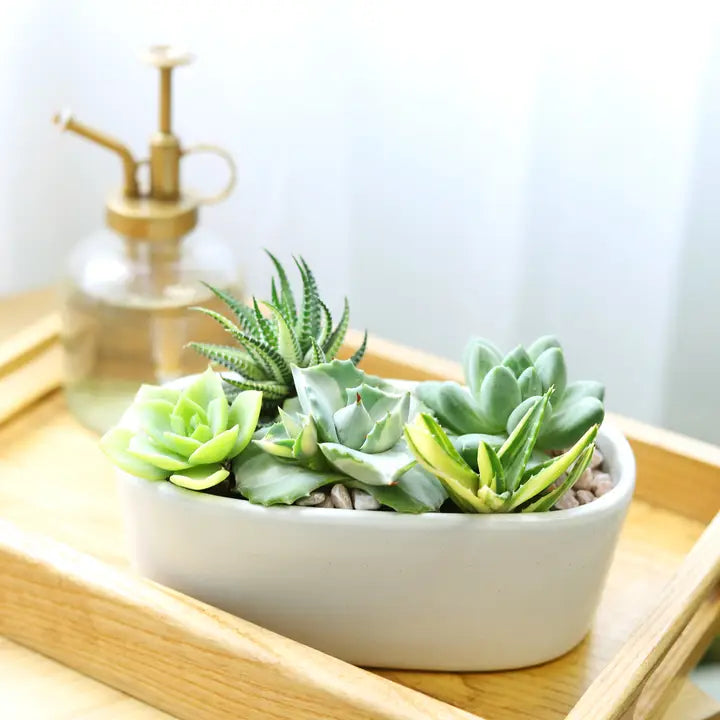 Live Succulent Arrangements