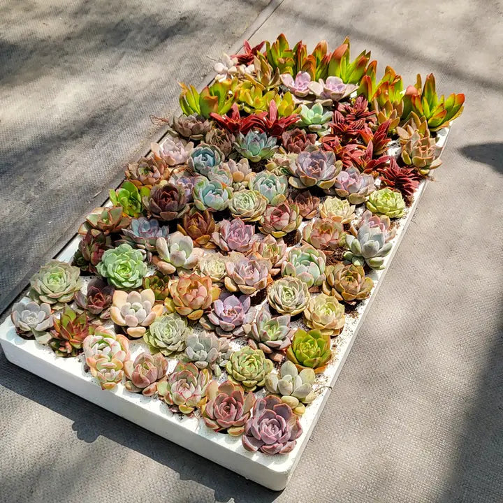 Live Succulent Arrangements